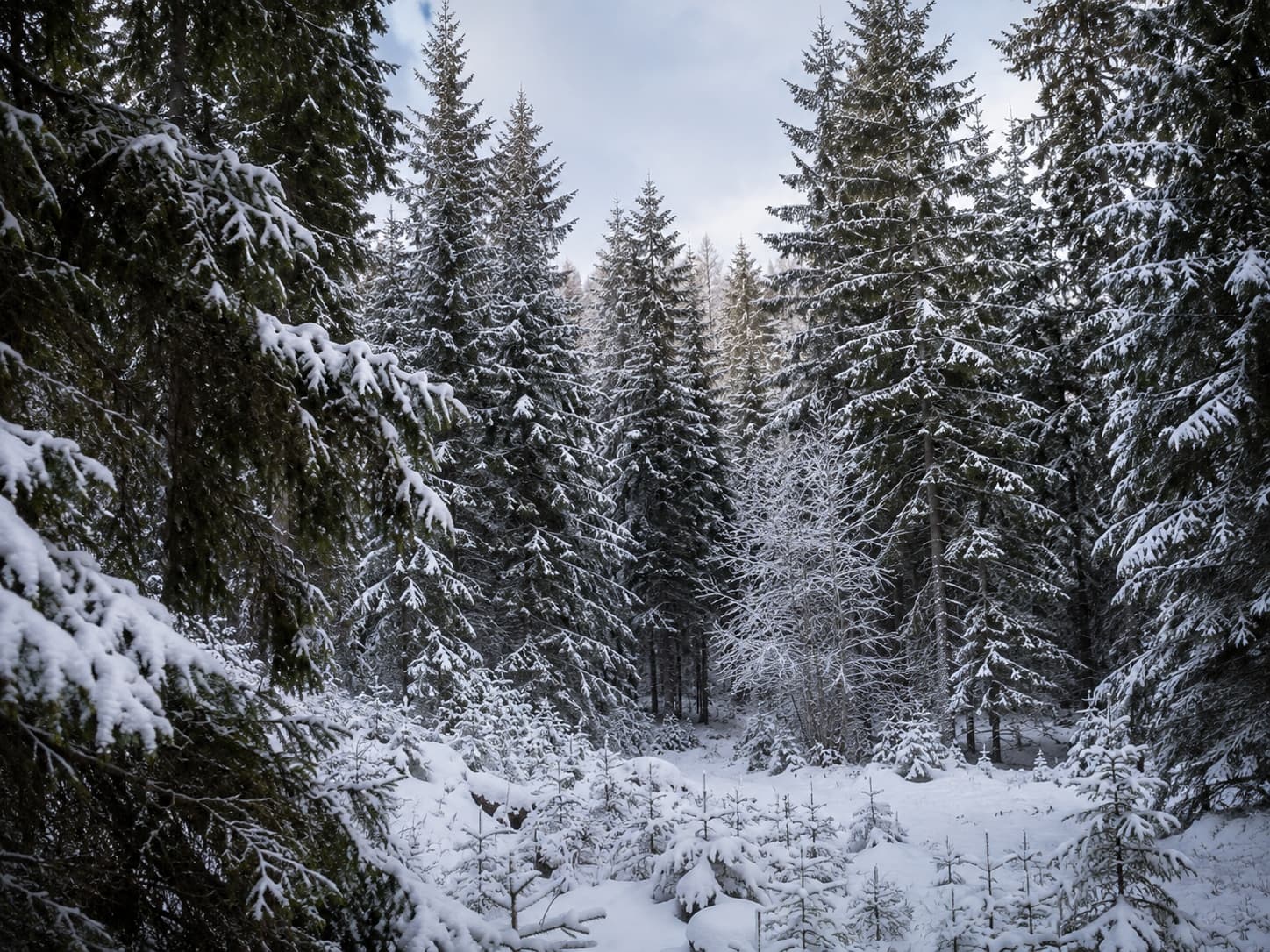 Skandynawski las świerkowy